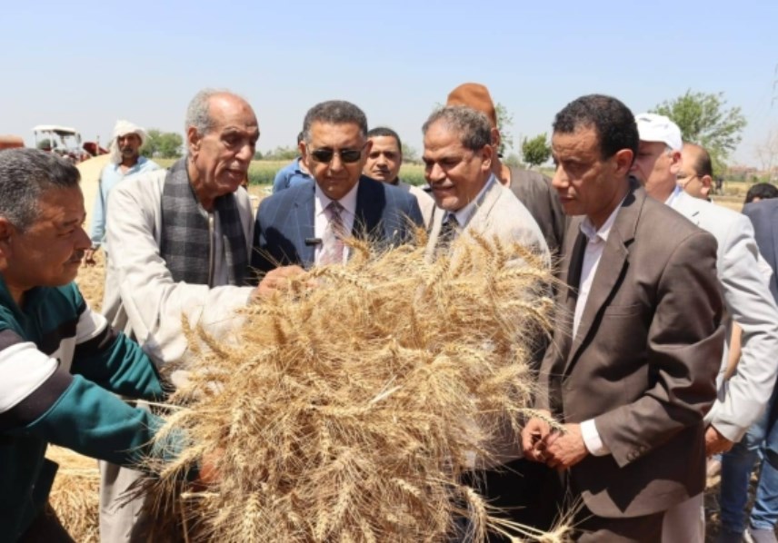 موسم حصاد القمح 