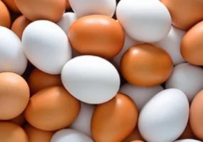 انخفاض أسعار كرتونة البيض اليوم 