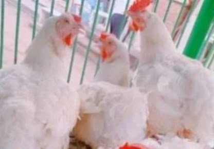  أسعار الفراخ والبيض اليوم