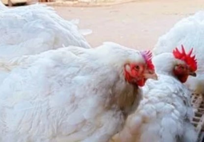 أسعار الدواجن اليوم