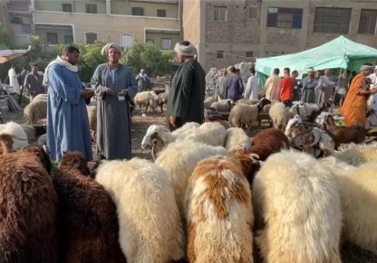 أسعار الأضاحي الآن