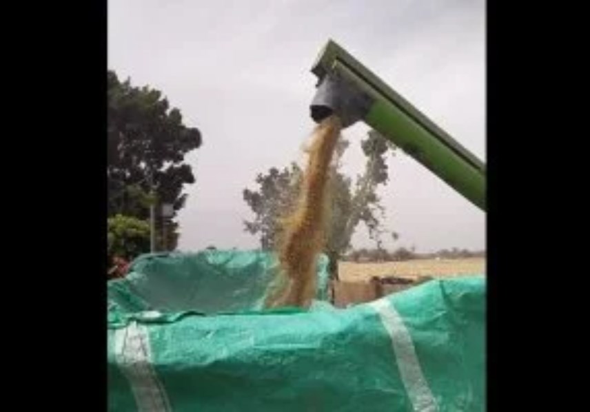 القمح