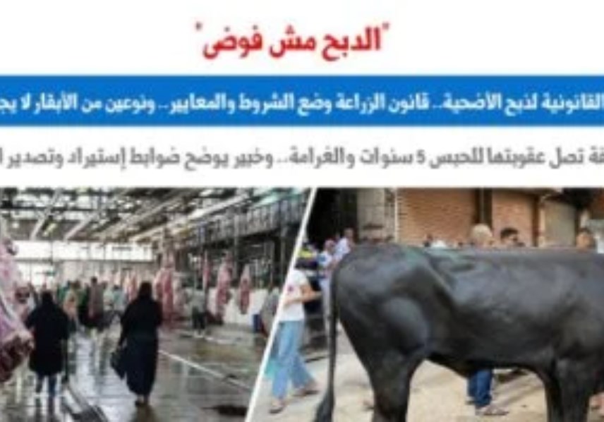 الضوابط القانونية لذبح الأضحية - برلمانى