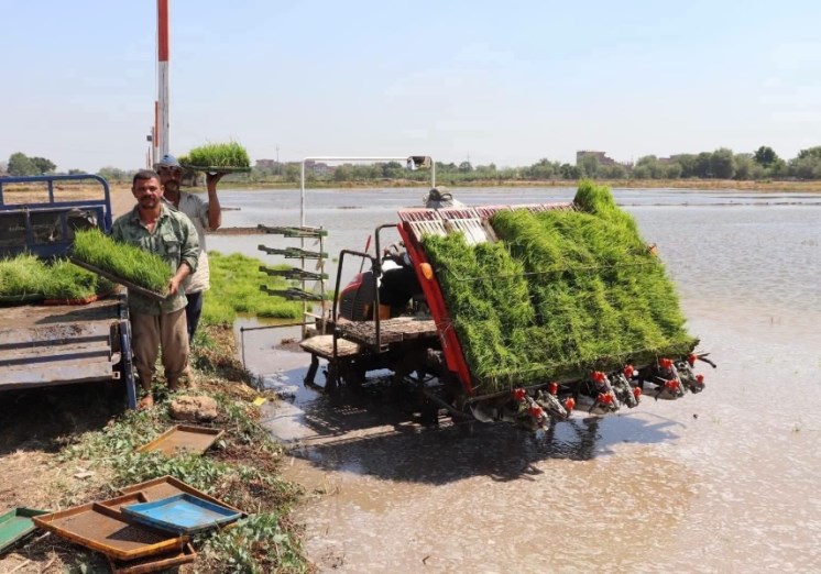 موسم الأرز بكلية الزراعة جامعة بنها 