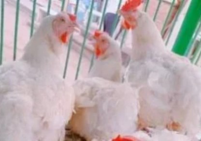 أسعار الدواجن اليوم في الأسواق