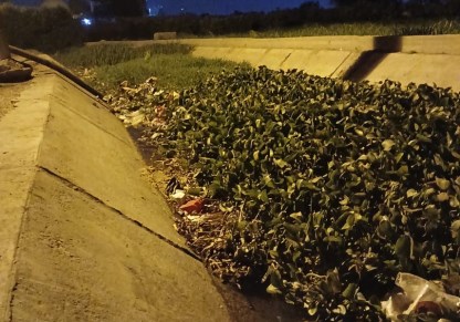 تجمعات كثيفة من ورد النيل تغطي أجزاء من الترعة المارة بقرية جمجرة القديمة ببنها.
